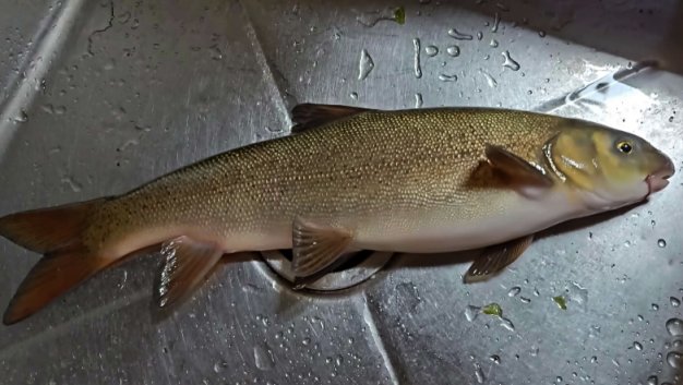 世上鱼很多,何为雅鱼?10万元买suv何为雅车? 丨车毂辘